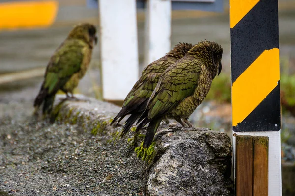 Achteraanzicht Van Kew Papegaaien Aan Rand Van Een Weg Buurt — Stockfoto