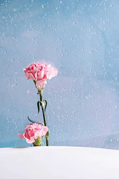 Pionowe Zbliżenie Różowych Kwiatów Stole Niebieskim Tle Kropel Wody — Zdjęcie stockowe