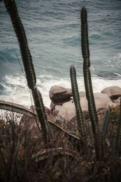 Una Vertical Una Playa Rocosa Cubierta Plantas Cactus Contra Mar —  Fotos de Stock