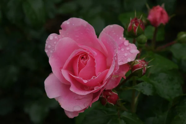 Ένα Κοντινό Πλάνο Ενός Όμορφου Τριαντάφυλλου Ένα Πάρκο — Φωτογραφία Αρχείου