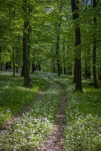 Bir ormanın dikey görüntüsü ve çiçek açan çiçekler.
