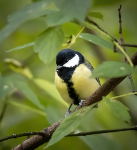 Selective Focus Shot Great Tit Bird Perched Tree Branch — Stock fotografie
