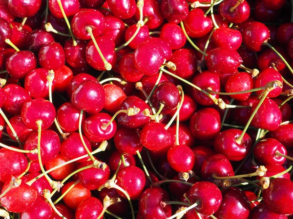 Eine Nahaufnahme Von Leuchtend Frischen Roten Kirschen Die Der Sommersonne — Stockfoto