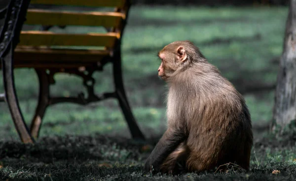 Zadní Pohled Malé Hnědé Rhesus Macaque Sedí Travnaté Zemi Dívá — Stock fotografie