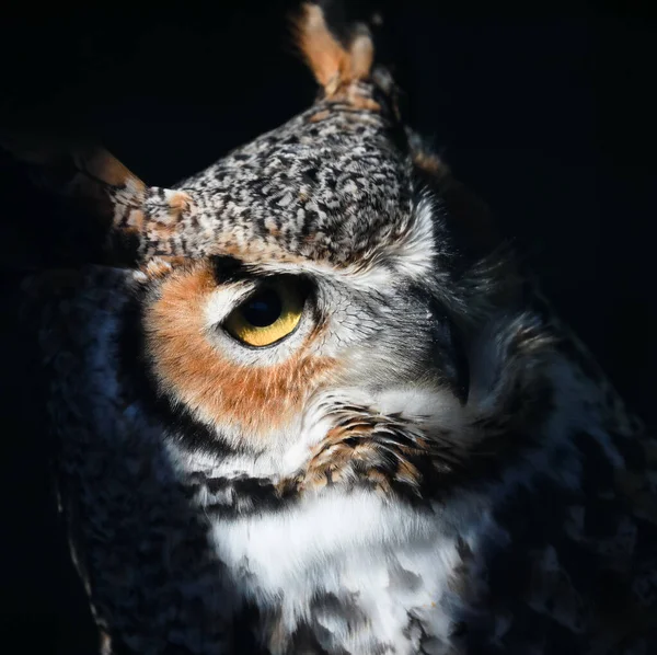 Hermoso Retrato Gran Búho Con Cuernos Luz Del Sol Sobre — Foto de Stock