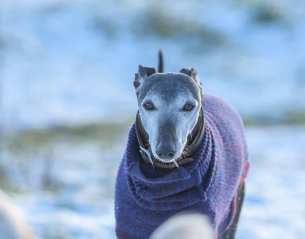 Mělké Ohnisko Záběr Psa Greyhound Modrém Svetru Sedí Venku Slunečného — Stock fotografie