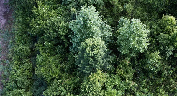 Horní Pohled Zelené Stromy Lese — Stock fotografie