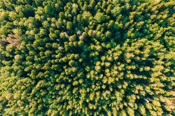 Вид Зверху Ліс Ялиновими Деревами Вдень — стокове фото
