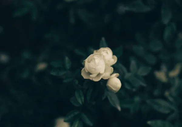Tiro Seletivo Foco Das Rosas Brancas Jardim — Fotografia de Stock