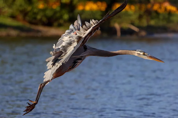佛罗里达州Myakka River州立公园一只蓝色苍鹭飞翔的照片 — 图库照片
