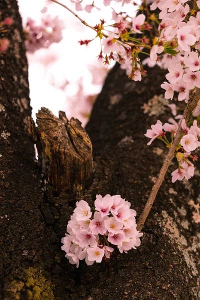 Красивый Снимок Цветущей Вишни Стволе Дерева — стоковое фото
