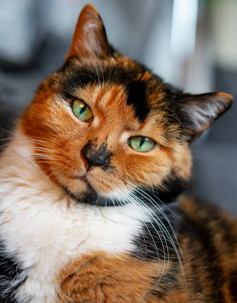 緑の目をしたかわいい縞模様の猫の肖像画 — ストック写真