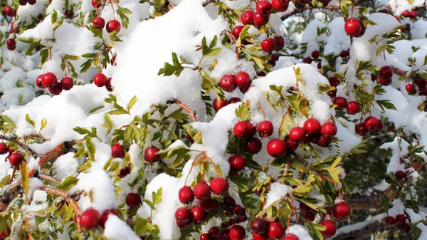 Kışın Karla Kaplı Kutsal Meyvelerin Yakın Çekimi — Stok fotoğraf