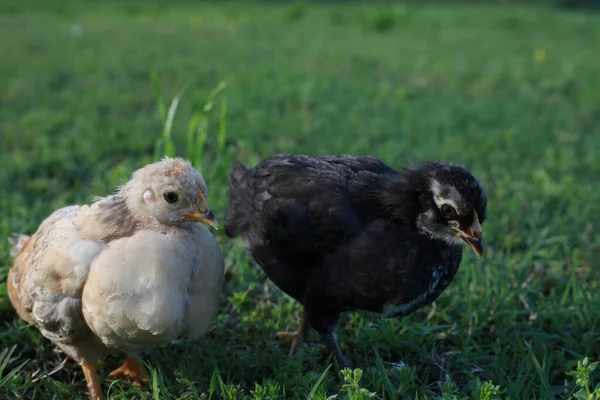 Two Baby Chicks Stand Grass Both Look Right — Stock Photo, Image