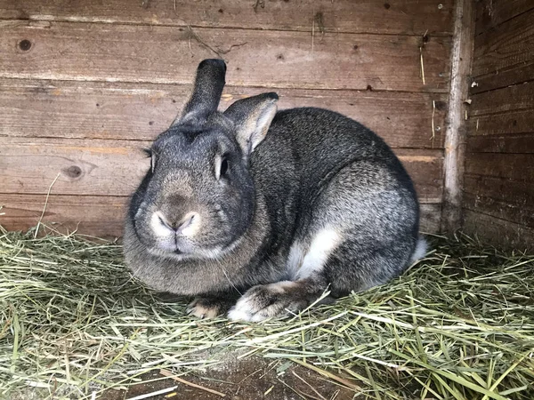 草の上の農場にある木造の家に座っている灰色のウサギのクローズアップ — ストック写真
