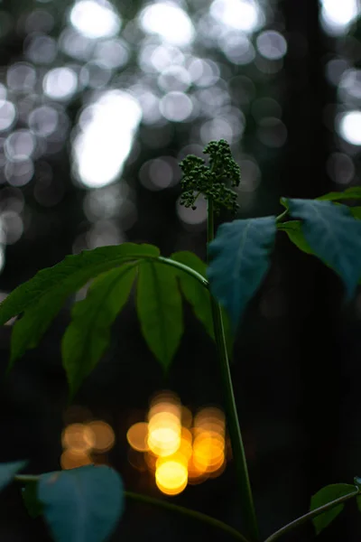背景にぼっくりの光のある森の中の葉の選択的フォーカスショット — ストック写真