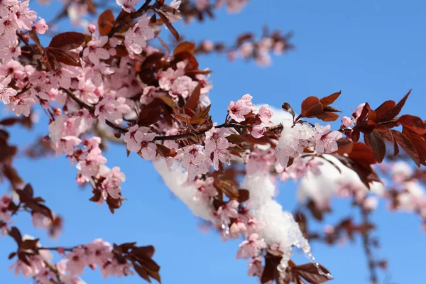 A closeup of cherry blossoms covered in snow