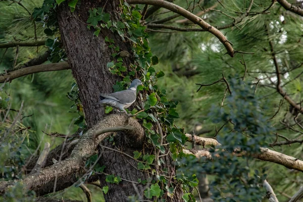 Pigeon Assis Sur Une Branche Arbre Dans Nature — Photo