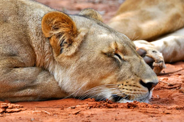 アフリカのザンビアのビクトリア滝の近くの保護区にある若い雌ライオン — ストック写真