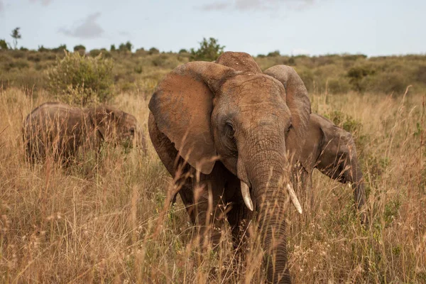 Elephant Family Walks Savannah Beautiful Cloudy Sky National Park Kenya — Stock Photo, Image