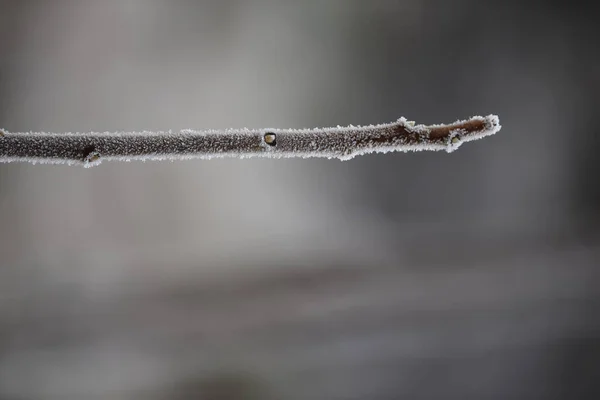 Крупним Планом Замерзла Гілка Вирощена Саду Взимку — стокове фото