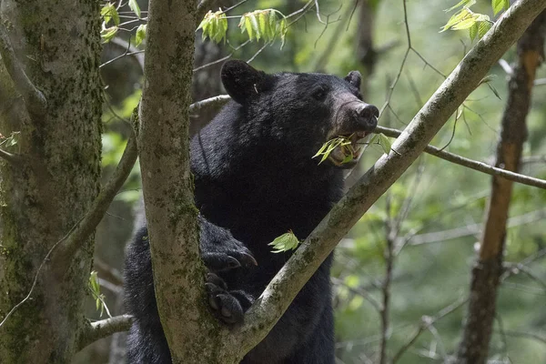Detailní Záběr Černého Medvěda Žvýkajícího Větev Stromě — Stock fotografie
