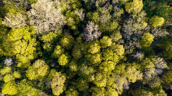 Luftaufnahme Eines Grünen Waldes — Stockfoto