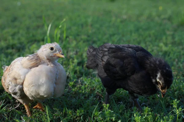 两个小鸡站在草地上 一个看起来很好奇 一个向下看 — 图库照片