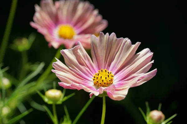 Gros Plan Une Fleur Rose Cosmos Dans Jardin Sur Fond — Photo