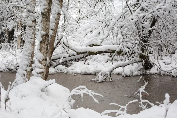 Ένα Ρυάκι Που Περιβάλλεται Από Χιονισμένα Δέντρα Στη Σουηδία — Φωτογραφία Αρχείου