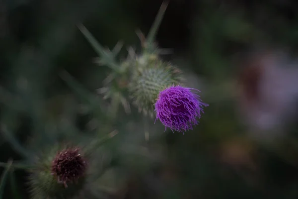 Foco Seletivo Uma Bela Flor Florescendo Cirsium Cabeça Sobre Fundo — Fotografia de Stock