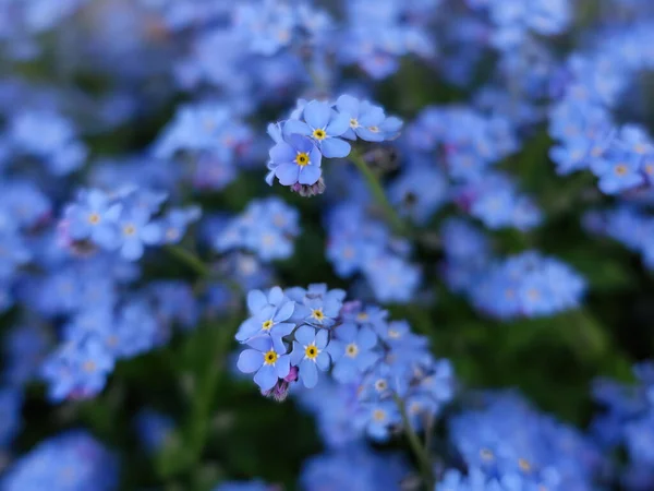 Eine Selektive Fokusaufnahme Von Winzigen Blauen Vergissmeinnicht Blumen Topf — Stockfoto