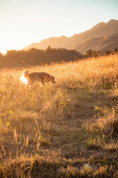Een Verticaal Schot Van Een Hond Een Zonovergoten Grasland — Stockfoto