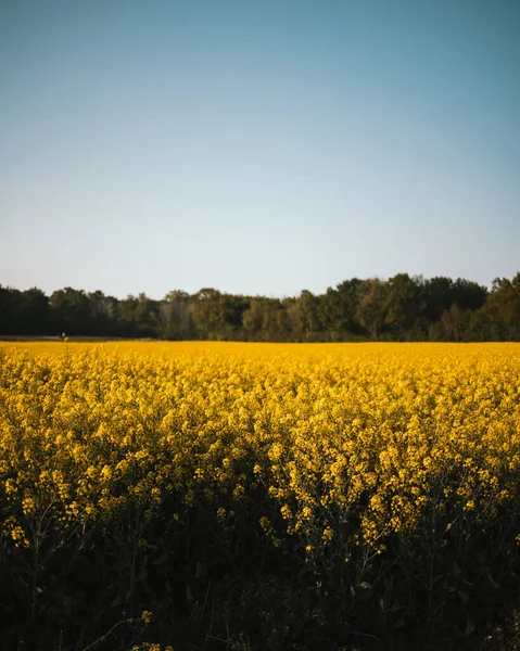 Krásný Výhled Krajinu Žlutým Řepkovým Polem Létě Proti Modré Obloze — Stock fotografie