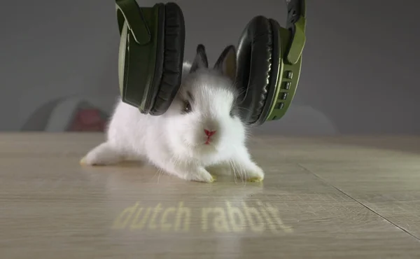 A closeup shot of a cute dutch dwarf rabbit on a wooden table with green headphones on its head