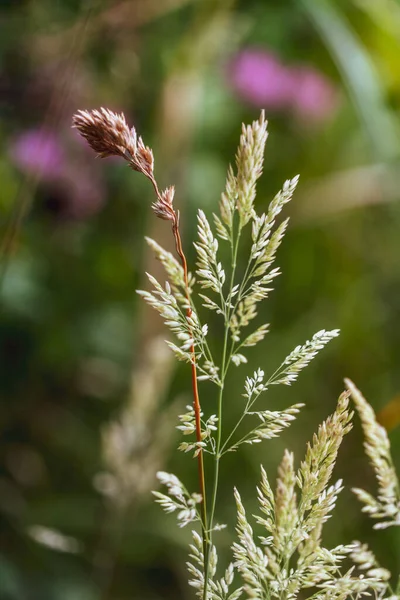 Gros Plan Poa Pratensis Dans Champ — Photo