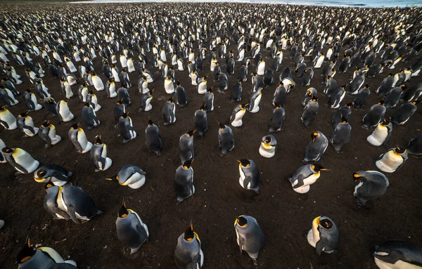 凯尔盖朗群岛上的一大群帝企鹅的鸟瞰图 — 图库照片