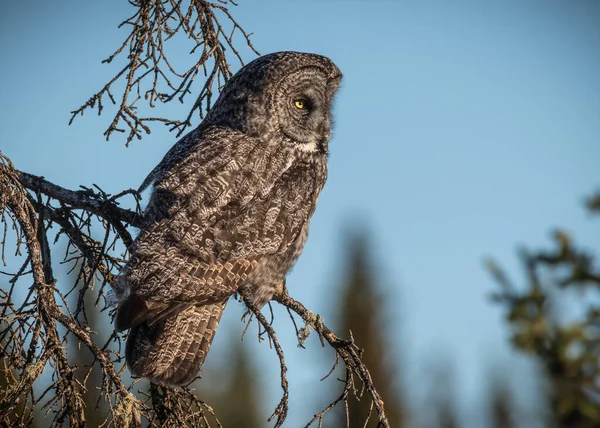 Grand Hibou Gris Assis Sur Une Branche Arbre Sans Feuilles — Photo