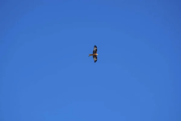 Ein Foto Eines Adlers Der Hoch Himmel Schwebt — Stockfoto