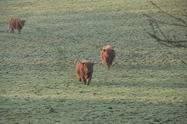 Closeup Shot Scottish Highland Cows Green Field — Stock Photo, Image