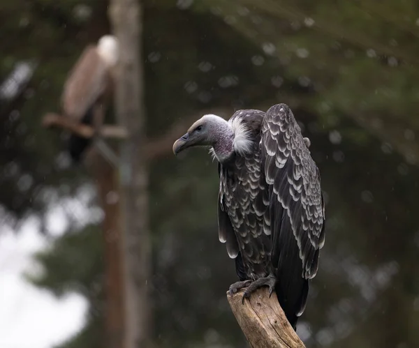 Primer Plano Buitre Encaramado Una Rama Árbol Mirando Hacia Adelante —  Fotos de Stock