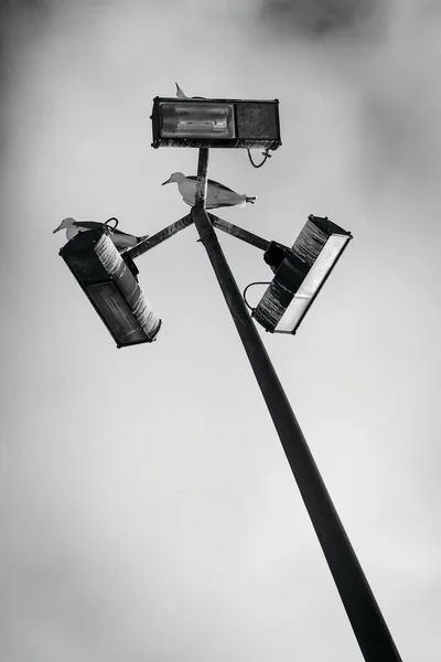 Vertical Low Angle Grayscale Shot Seagulls Observing Top Lamppost — Stock Photo, Image