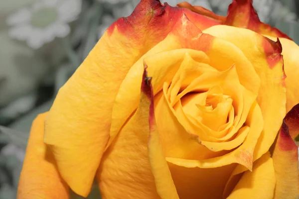 Gros Plan Une Rose Jaune — Photo