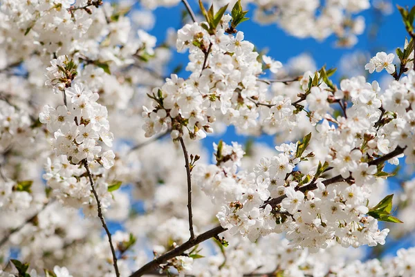 Eine Nahaufnahme Von Schönen Blühenden Apfelbaumblüten Auf Verschwommenem Hintergrund — Stockfoto