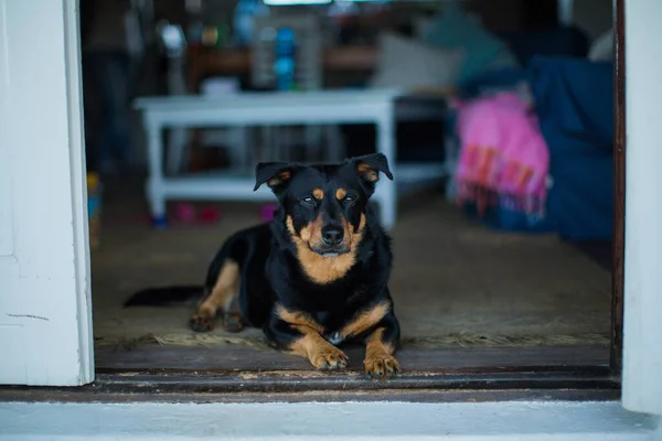 一只兰开夏郡海勒犬坐在地下室 — 图库照片