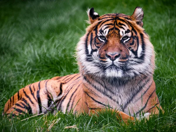 Tigre Sumatra Reposant Dans Herbe — Photo