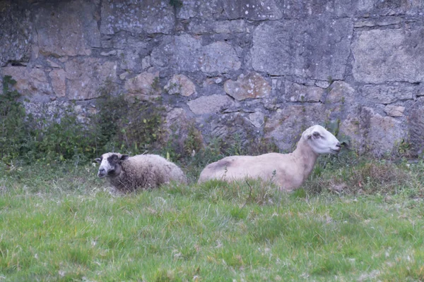 Closeup Two Sheep Grazing Field Pontevedra Galicia Spain — Stock Photo, Image