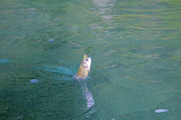 Ikan Trout Pelangi Menghancurkan Permukaan Tertangkap Saat Memancing Sungai Kenai — Stok Foto