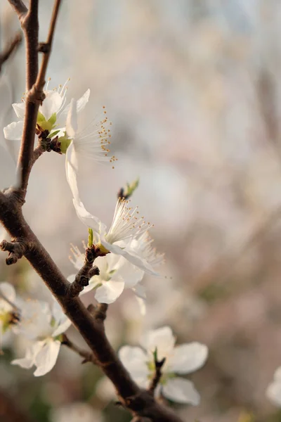 Bir Çin Şeftali Ağacının Çiçek Açan Dikey Görüntüsü Erik Rengi — Stok fotoğraf
