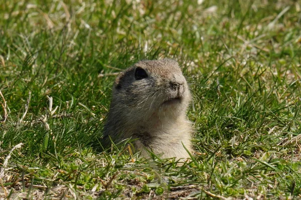 Close Shot Gopher Rodents Looking Hole — Stock Photo, Image